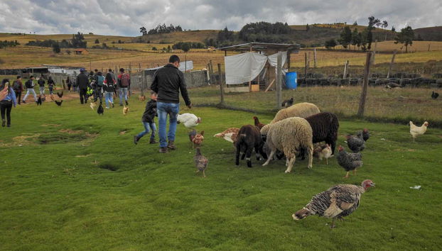 Meeting the farm animals