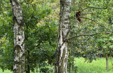 Ackermannia - Foto 33