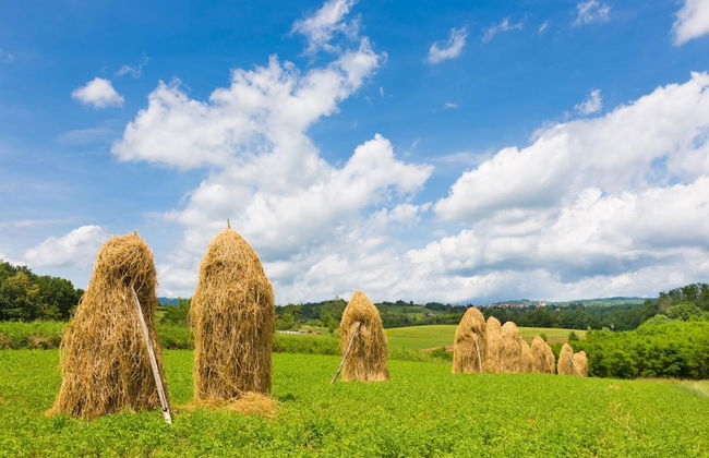 Vineyard Cottage Brodaric - Foto 17