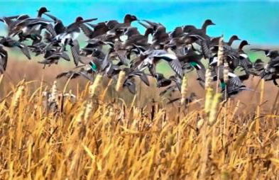 Wilf's Barn, romantic cottage with free parking - Foto 41