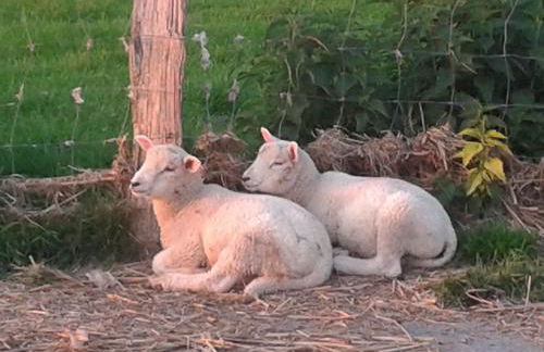 Best of Kollmar - Apartment mit Terrasse für 2 Personen absolut ruhig - Foto 17