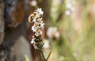 Garden Cottage, Crail - Foto 47