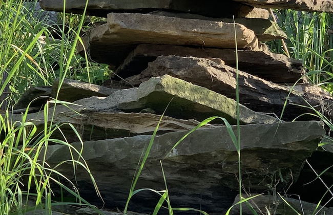 Chestnut Farm Holiday Cottages - Foto 57