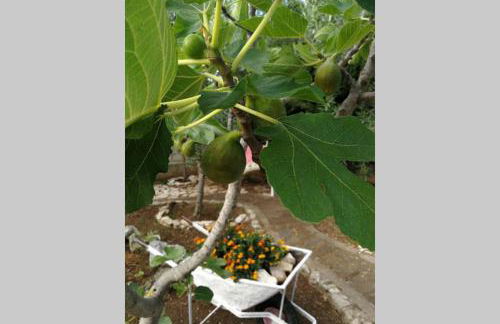 Villa Arenella - Foto 41