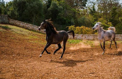Borgo Del Tempo Ritrovato - Luxury Relais in Puglia - Foto 86