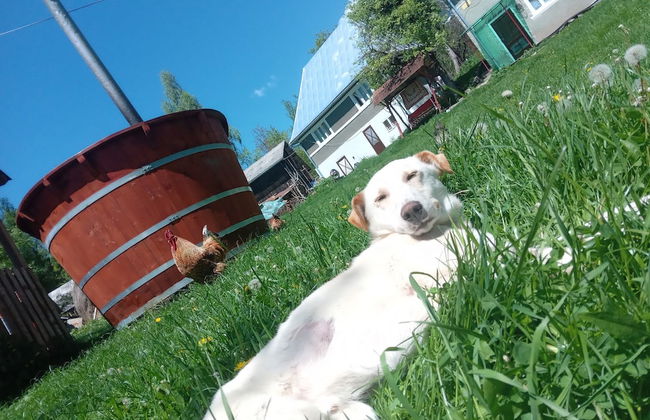 Room in Guest Room - Idylic Family Sejour With Hottube in Green Land - Photo 1