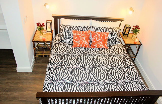 Maltese Maltese - Foto 18