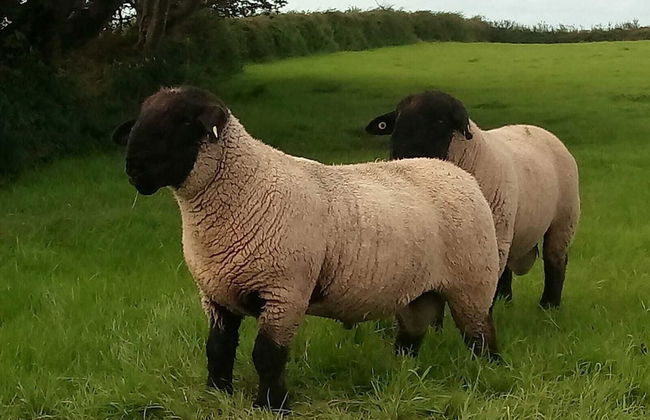 The Cuddly Cow Cosy Barn Studio Campview Farm Stay - Foto 20