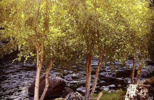 Family-Size Cottage with Trinity River Views in California - Foto 17