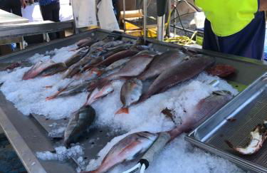 Les galets bleus de Calvi - Foto 42