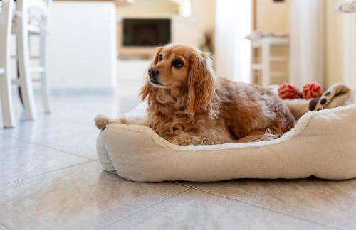 Appartamento La Rondine - Foto 9