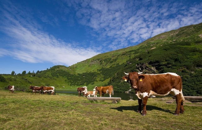 Holzboxen Planneralm - Foto 14