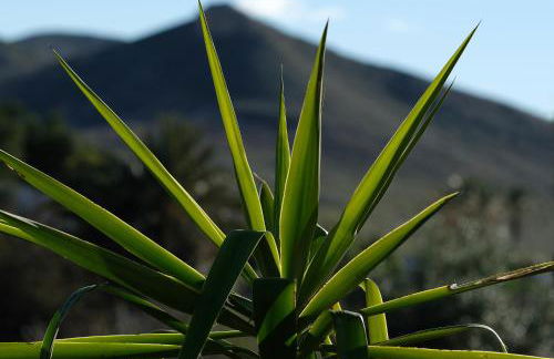 La Posidonia - Foto 44