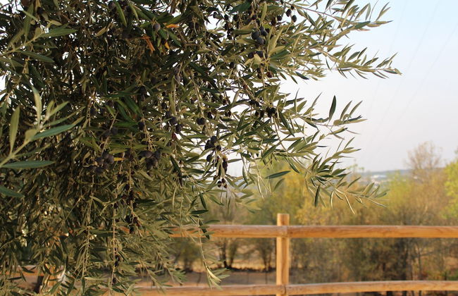 Retiro do Bosque Country House - Foto 29