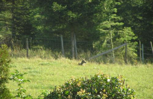 Eifelferienkurth - Photo 54