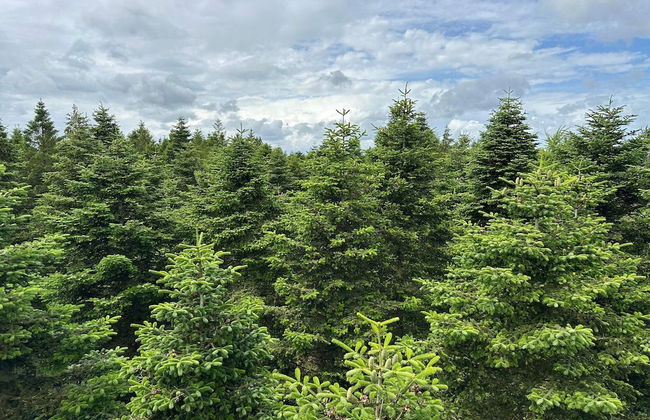 4 Person Holiday Home in Hovborg-by Traum - Foto 18