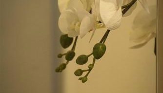 Apartamento Paula - Foto 3