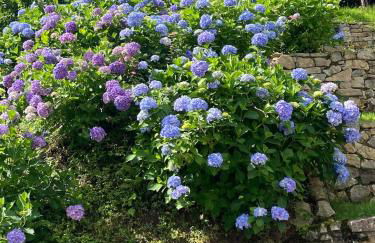 Nonni Ciupei N4 - Foto 17