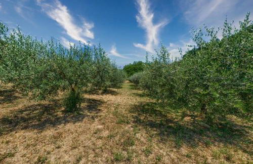 L'aia dì Trippa all'Aria Mugello - Foto 33