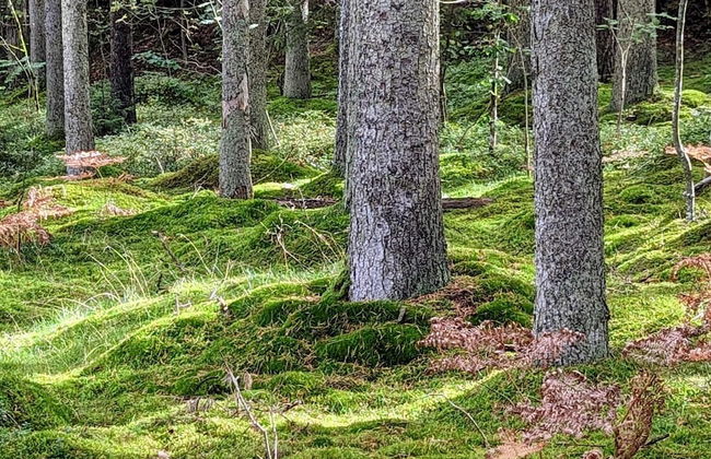 7 Person Holiday Home in Ellos - Foto 4