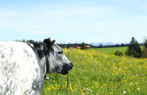 Allgäu Ferienhof Schönberger - Photo 8