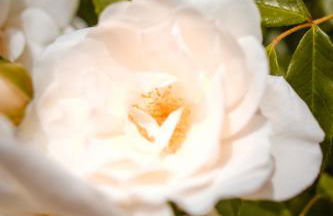 Cottage provencal - Villa saint Marc - Foto 71