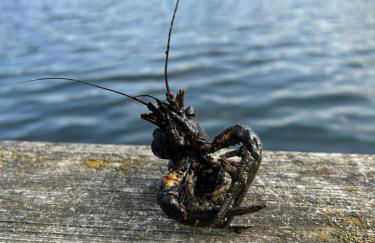 Direkt am See mit privatem Sandstrand - Foto 42