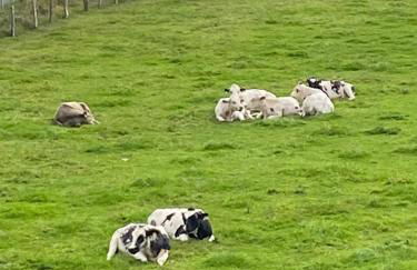 Wohnung auf dem Lande - Foto 26