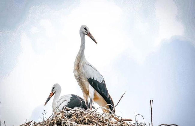 Holiday Home in Belczna Near Lake and Forests - Foto 35