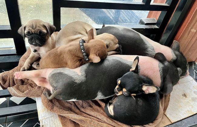 Nguyen Shack Retreat - Foto 74