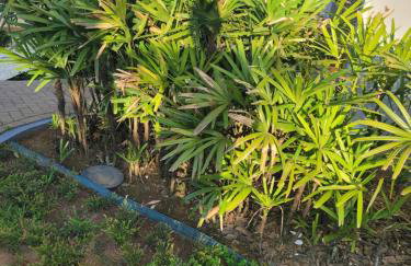 Ap Clube Piçarras - Photo 56