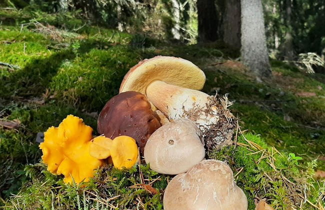 Mushroom Hunting Tour - Photo 2