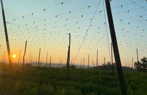 Holledauer Hopfakammerl - Foto 36