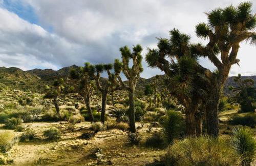 Joshua Tree Dream Weaver hot tub & National Park - Foto 18