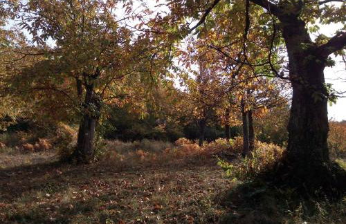 Casa nel bosco, Appennino Tosco Emiliano - Foto 45