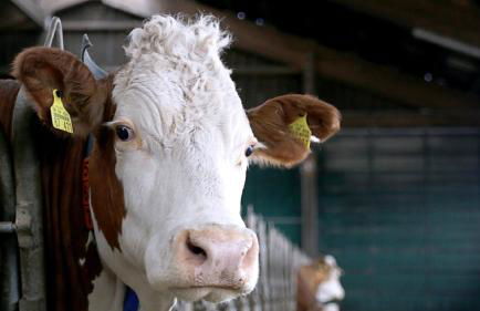 Hollweck´s Landoase - Foto 50