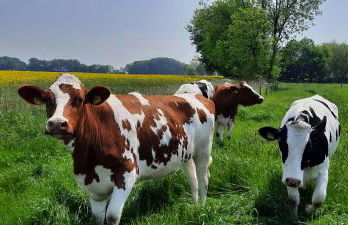 Ferienwohnung Goden-Wind - Foto 15