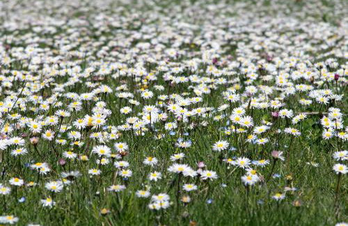 Piano nobile al Roseto del Drago - Foto 34
