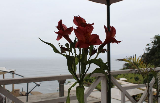 La Condesa de Barranco - Photo 70