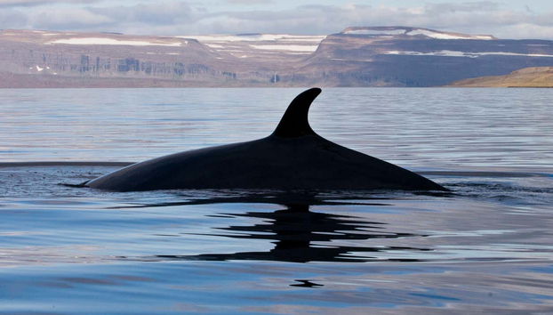 Una ballena durante el tour de avistamiento
