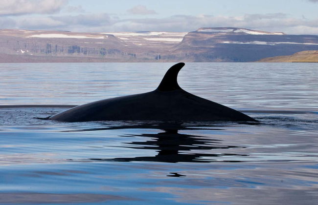 Avistamento de baleias em Isafjordur - Foto 2