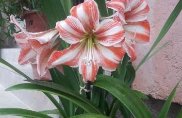 Anna's country villa - Foto 60