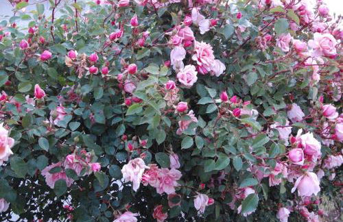 A Casa do Buxo - Foto 47