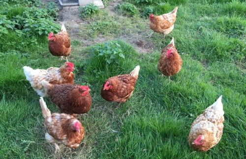 Woodside Cottages - Ash cottage (self-catering) - Foto 6