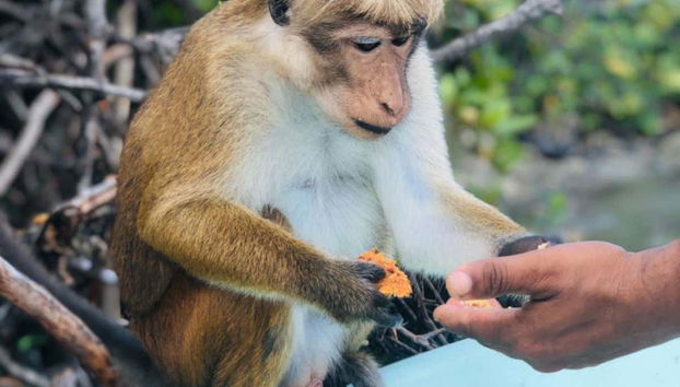 Negombo Tuk Tuk Tour + Boat Trip - Foto 3