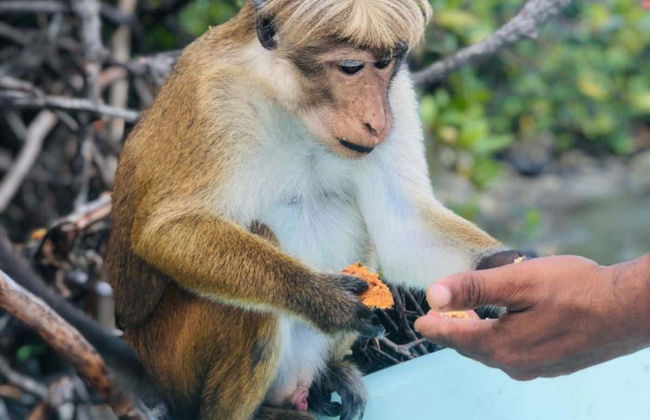 Tour de tuk tuk por Negombo + Passeio de barco - Foto 3