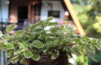 Domy na Kaszubach w Kamieniu - Foto 38