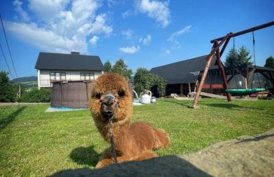 Agroturystyka Zagroda Miłkowskie - Photo 42