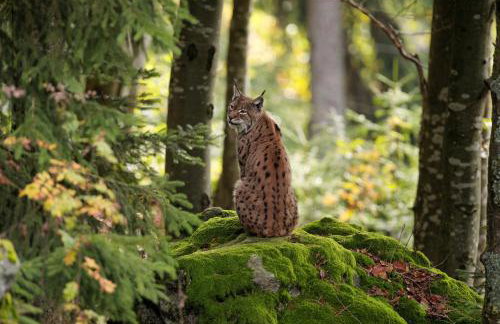 Ferienwohnung im Landhaus am Nationalpark - Foto 28