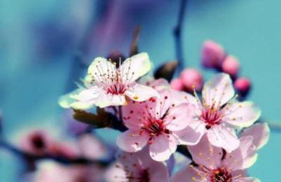 Aνεξάρτητη παραδοσιακή πέτρινη κατοικία - Foto 20